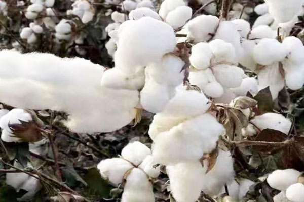 棉花光泽度怎么测？棉花光泽度测定方法